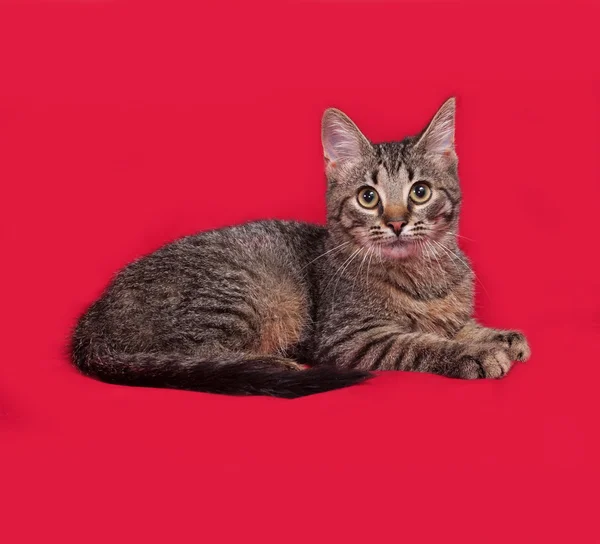 Gestreepte kitten ligt op rood — Stockfoto