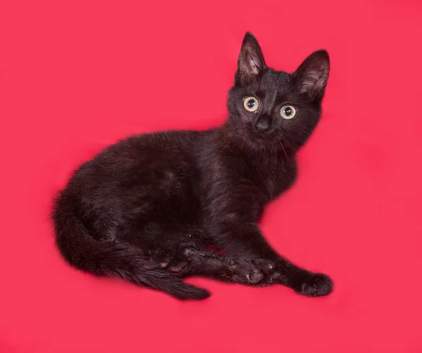 Black cat sitting on red — Stock Photo, Image