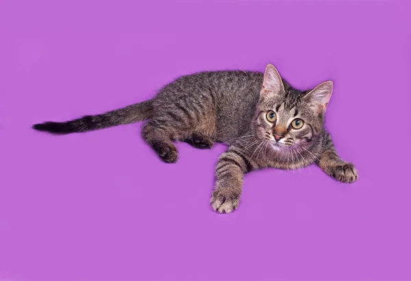 Pasiasty kotek kłamliwy na liliowy — Zdjęcie stockowe