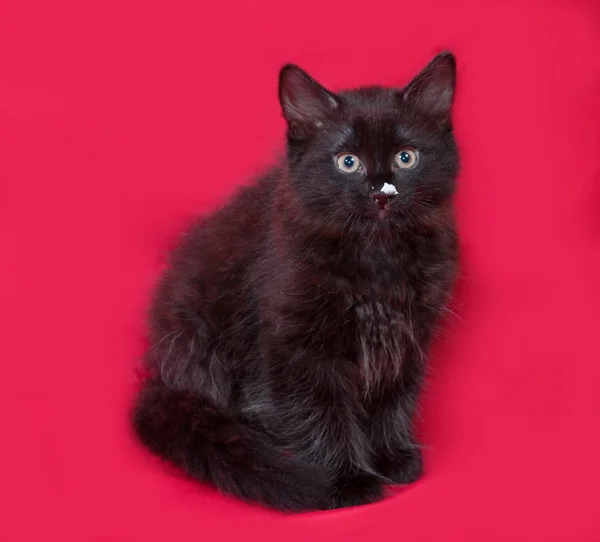 Small fluffy black kitten sitting on red — Stock Photo, Image