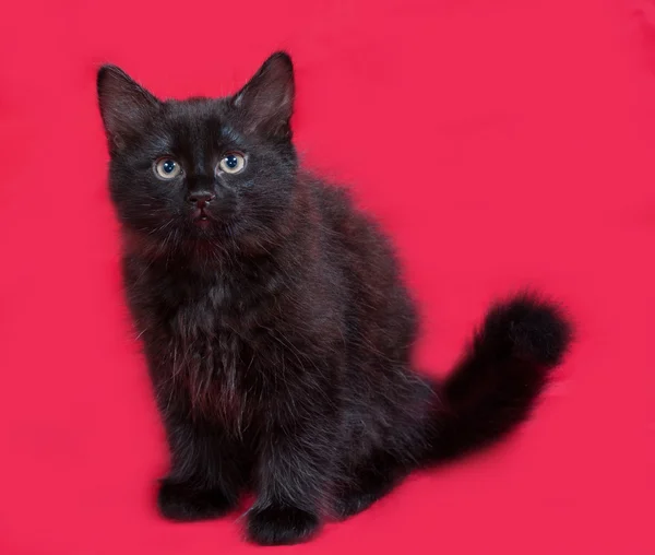 Małe puszyste czarny kotek siedzi na czerwono — Zdjęcie stockowe
