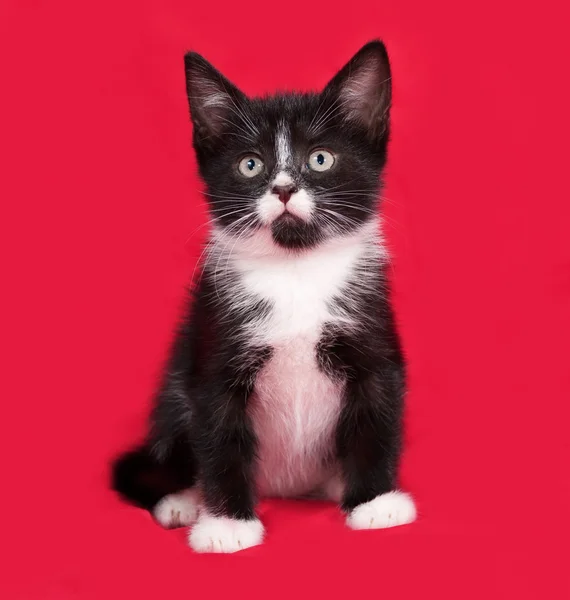 Zwart-wit kitten zittend op rood — Stockfoto