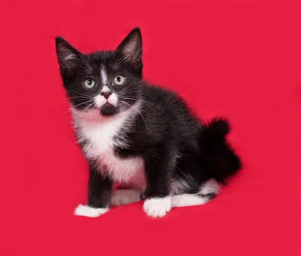Gatinho preto e branco sentado no vermelho — Fotografia de Stock