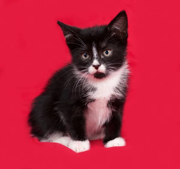Gatito blanco y negro sentado en rojo — Foto de Stock
