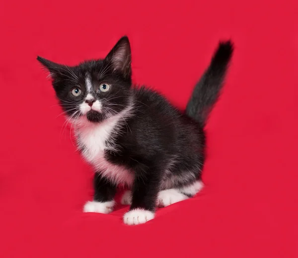 Černobílé kotě, stojící na červené — Stock fotografie