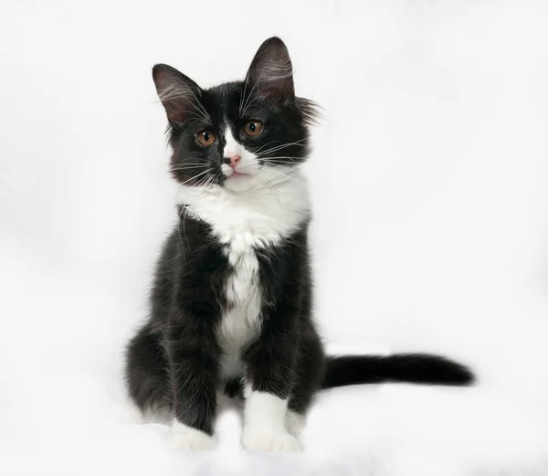 Gatinho fofo preto e branco sentado no cinza — Fotografia de Stock