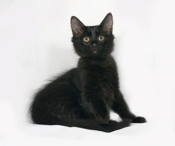 Black fluffy kitten sitting on gray — Stock Photo, Image