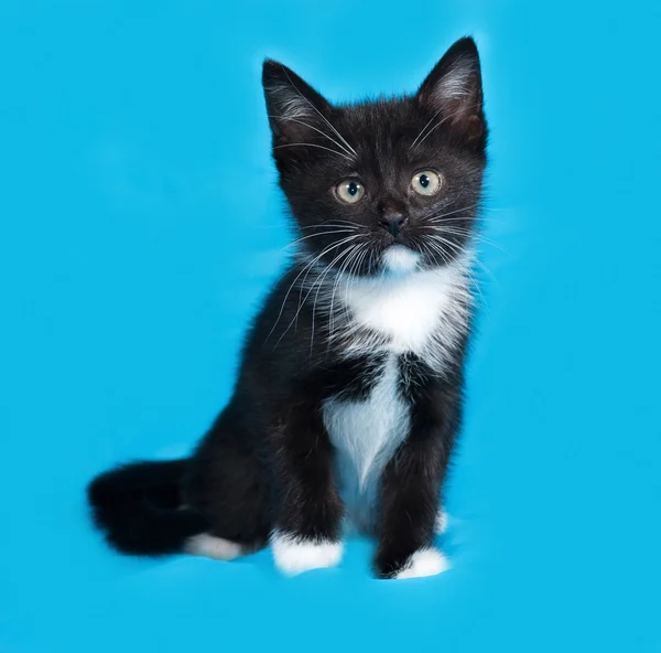 Gatinho preto e branco sentado no azul — Fotografia de Stock