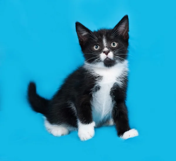 Schwarz-weißes Kätzchen sitzt auf blau — Stockfoto