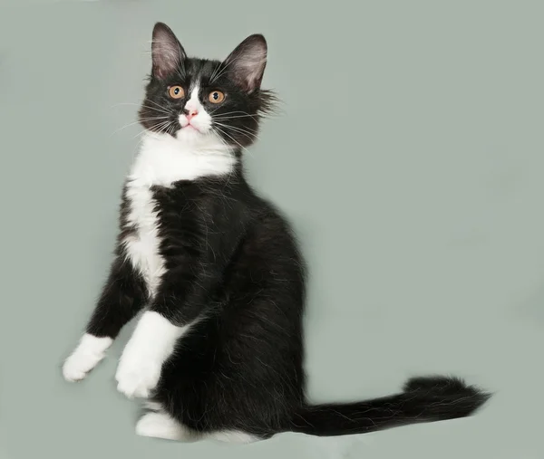 Gatinho fofo preto e branco senta-se no cinza — Fotografia de Stock