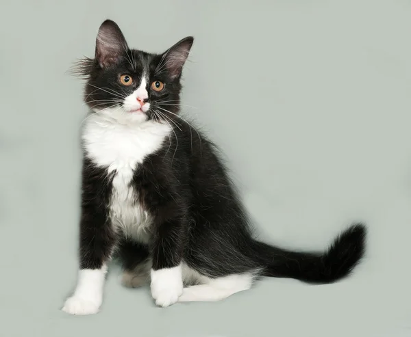 Black and white fluffy kitten sits on gray — Stock Photo, Image