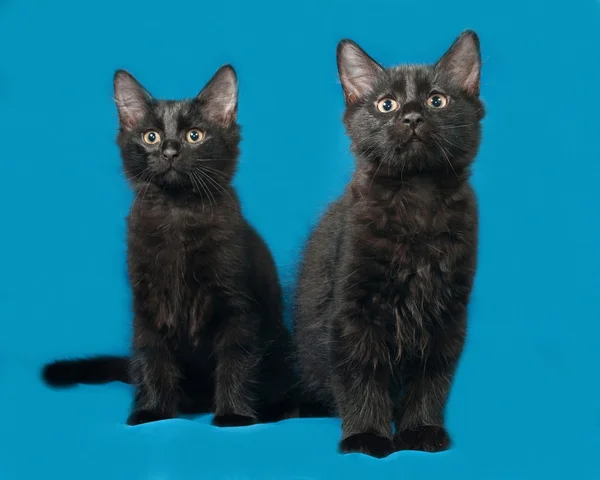 Два черных пушистых котенка сидят на голубом — стоковое фото