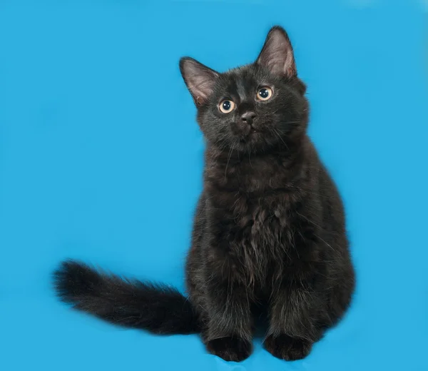 Черный пушистый котёнок сидит на синем — стоковое фото