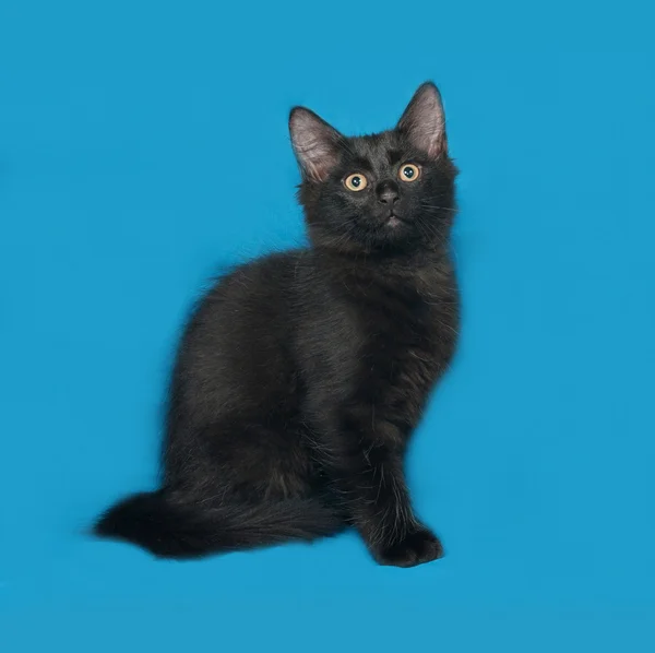 Nero morbido gattino si siede su blu — Foto Stock