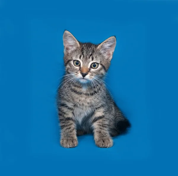 Striped kitten sitting on blue — Stock Photo, Image