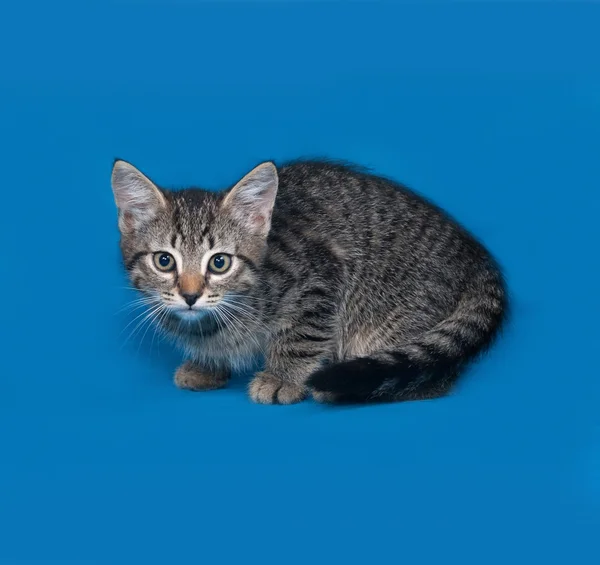 Mavi üzerinde oturan çizgili kedicik — Stok fotoğraf