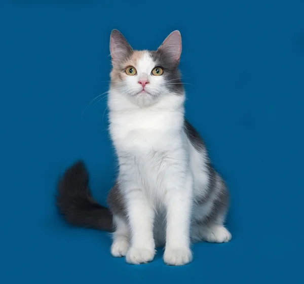 Fluffy tricolor cat sitting on blue — Stock Photo, Image