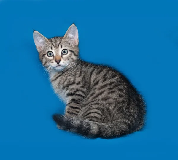 Chaton rayé assis sur bleu — Photo