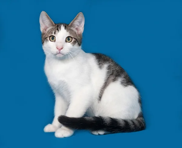 Gatito blanco y gris sentado en azul —  Fotos de Stock