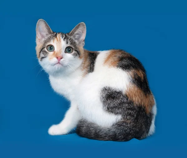 Tricolor kitten sitting on blue — Stock Photo, Image