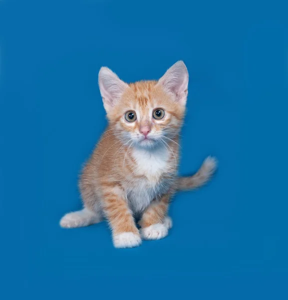 Красный и белый котенок сидит на синем — стоковое фото