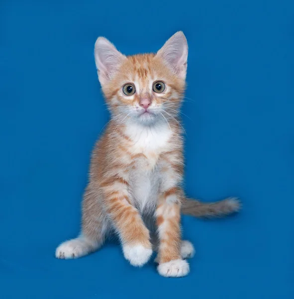 Rot-weißes Kätzchen sitzt auf blau — Stockfoto