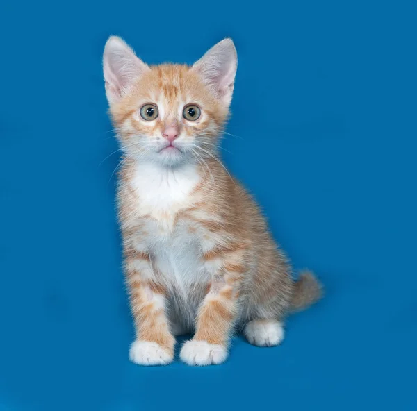 Mavi üzerinde oturan kırmızı ve beyaz yavru kedi — Stok fotoğraf
