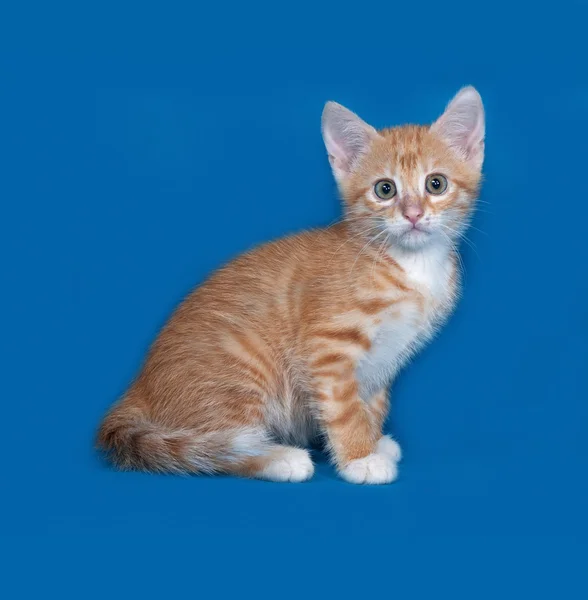 Mavi üzerinde oturan kırmızı ve beyaz yavru kedi — Stok fotoğraf