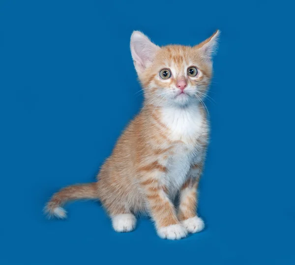 Красный и белый котенок сидит на синем — стоковое фото