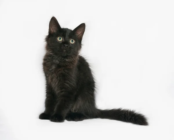 Il gattino nero morbido si siede sul grigio — Foto Stock