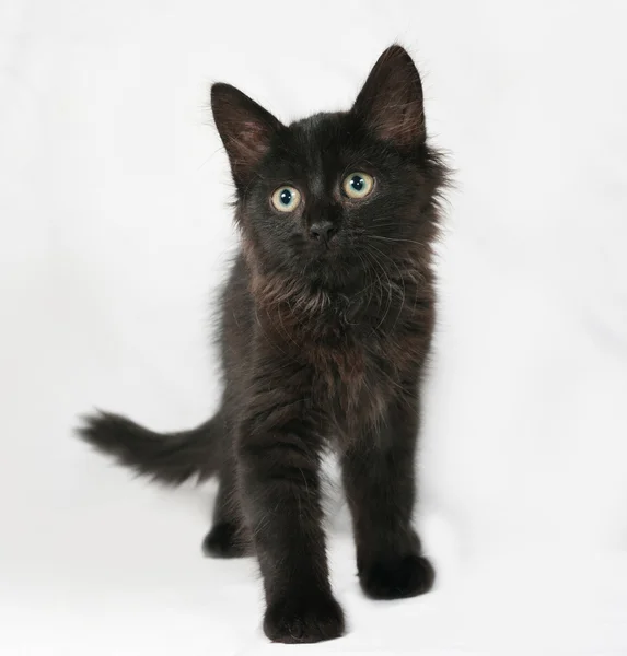 Černý načechraný kotě stojící na šedé — Stock fotografie