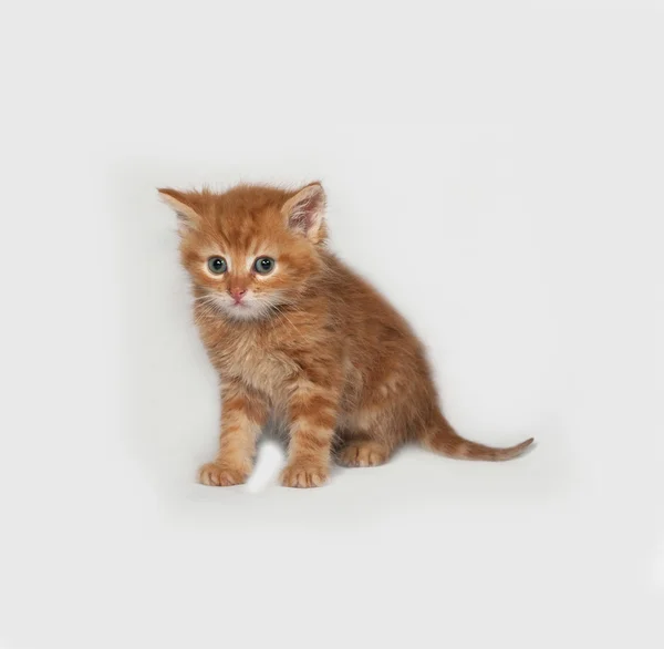 Red fluffy kitten standing on gray — Stock Photo, Image