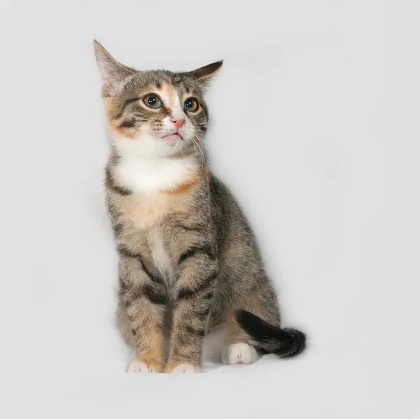 Tricolor kitten sitting on gray — Stock Photo, Image