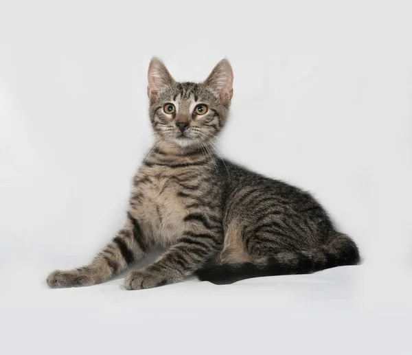 Šedý, tříbarevné kotě ležící na šedé — Stock fotografie