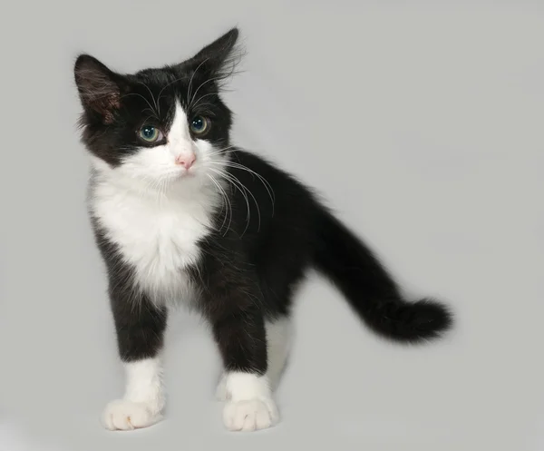 Negro y blanco peludo gatito de pie en gris — Foto de Stock