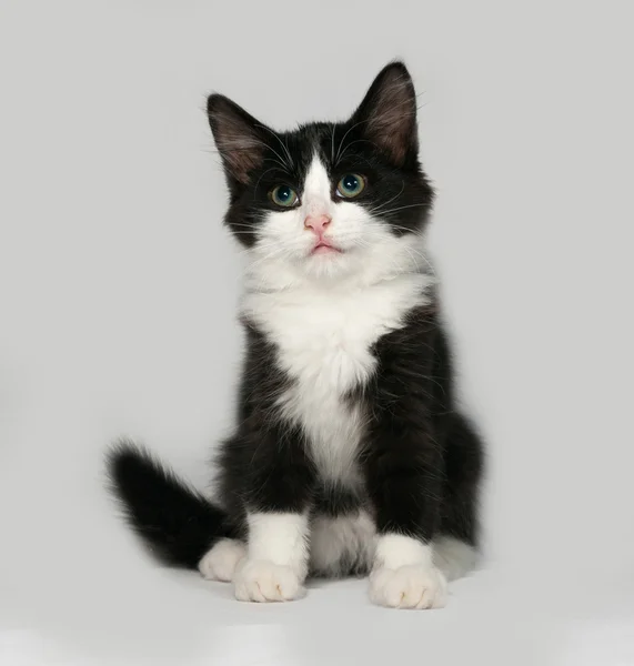 Siyah ve beyaz tüylü yavru kedi gri üzerine oturur — Stok fotoğraf