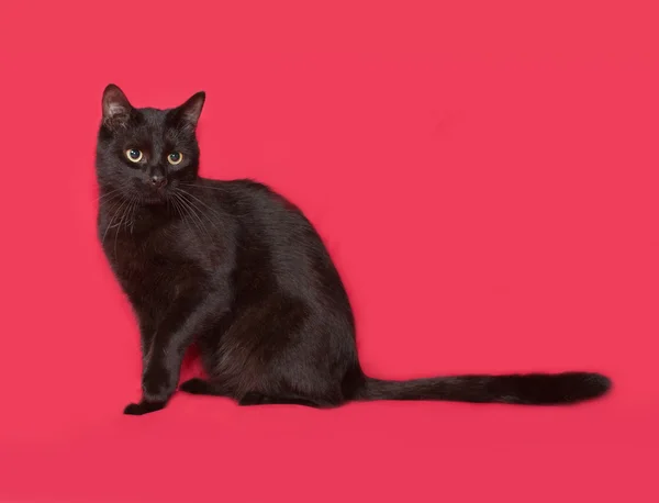 Gatto nero seduto sul rosso — Foto Stock