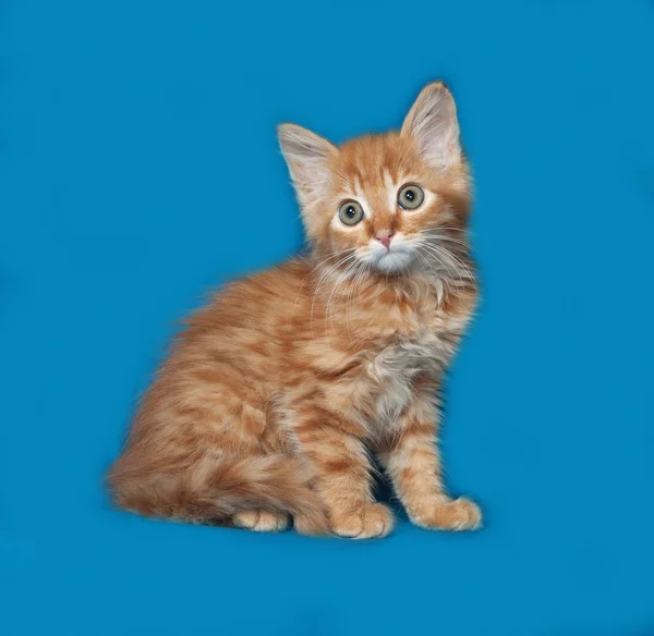 Red fluffy kitten sitting on blue — Stock Photo, Image