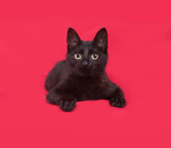 Schwarze Katze liegt auf rot — Stockfoto