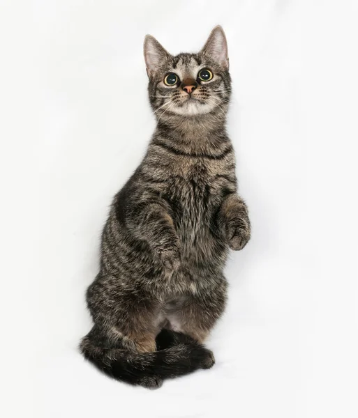 Gatto a strisce seduto sul grigio — Foto Stock