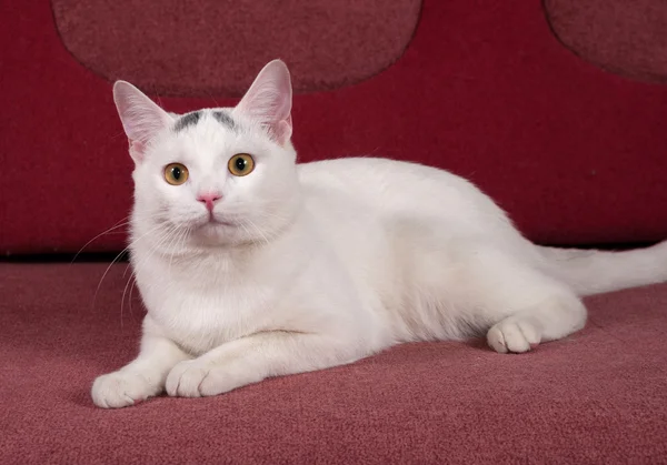 灰色の斑点の白猫がソファの上にあります。 — ストック写真