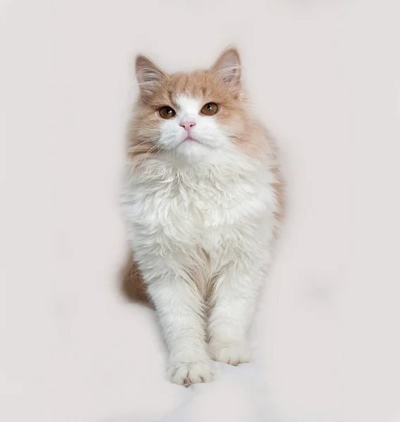 Fluffy gatinho vermelho e branco sentado no cinza — Fotografia de Stock