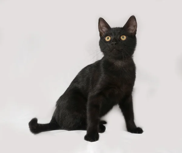 Czarny kot siedzi na szaro — Zdjęcie stockowe