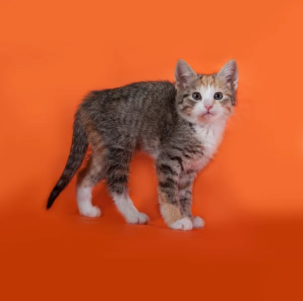 Trikolorní prokládané kotě stojící na oranžové — Stock fotografie