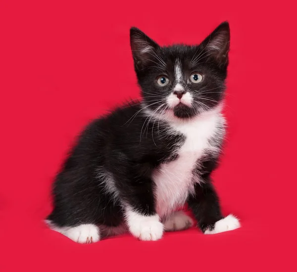 Zwart-wit kitten zittend op rood — Stockfoto