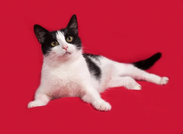 Gato branco e preto deitado no vermelho — Fotografia de Stock