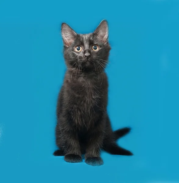Черный пушистый котёнок сидит на синем — стоковое фото