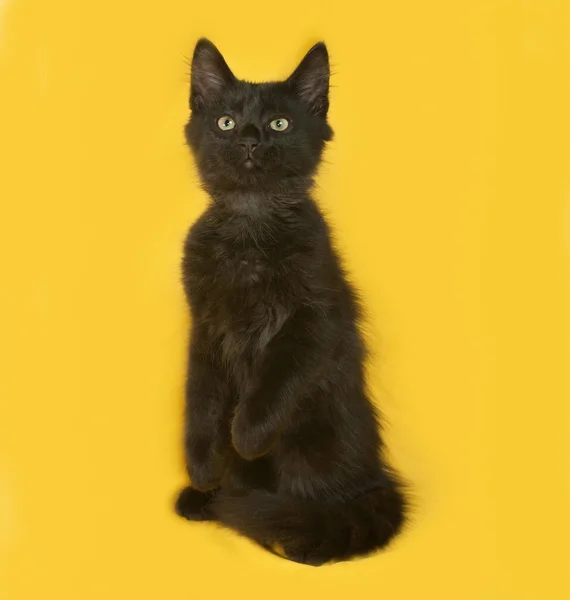 Черный пушистый котёнок играет на жёлтом — стоковое фото
