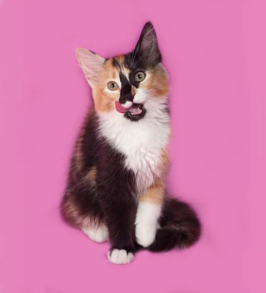 Gatinho tricolor em pé no rosa — Fotografia de Stock