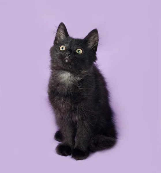 Black fluffy kitten sits on lilac — Stock Photo, Image